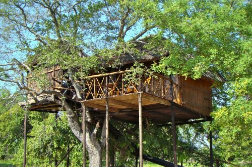 Pezulu Tree House (12)